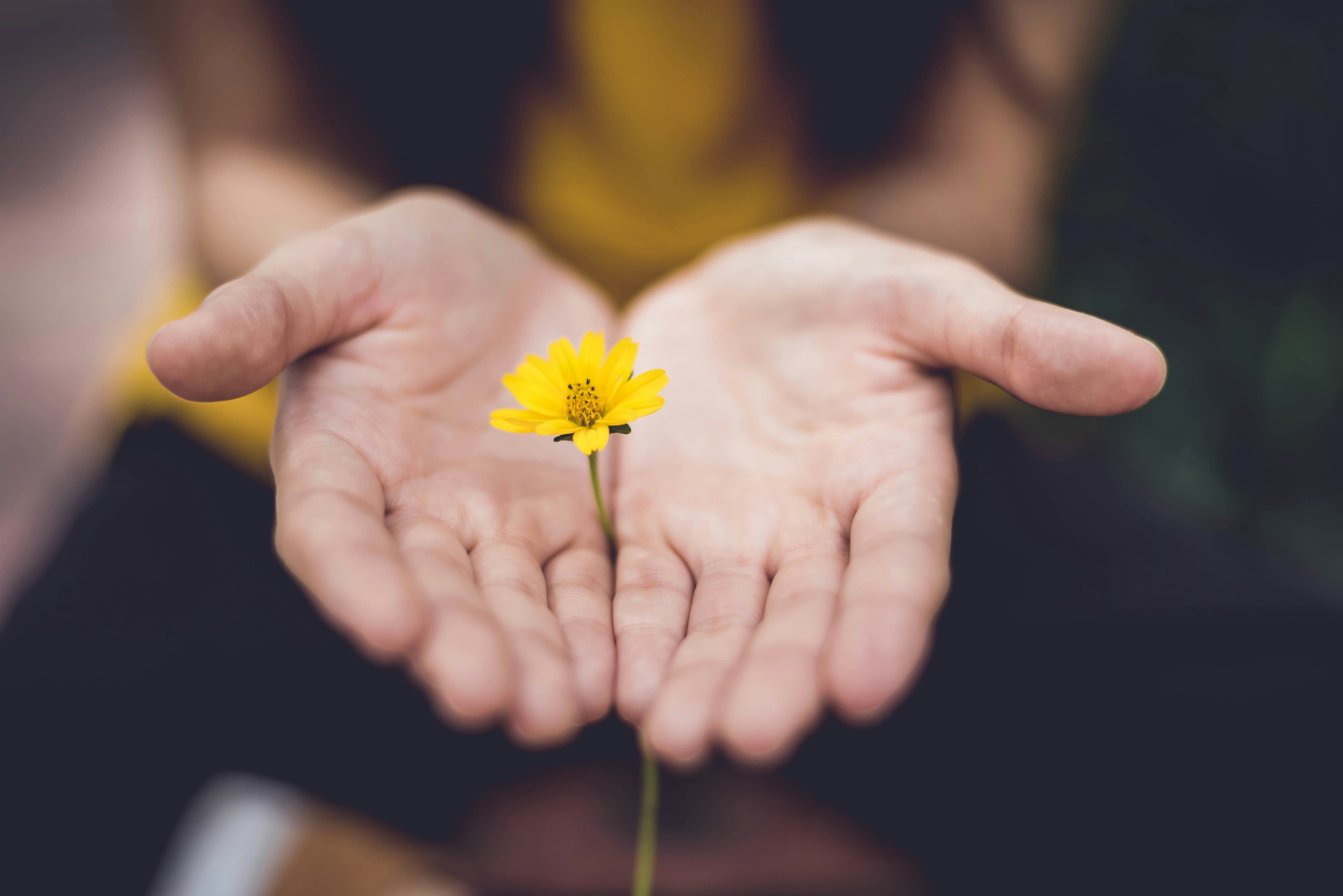 Zwei geöffnete Hände halten behutsam eine kleine gelbe Blume